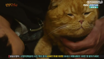 Воображаемая кошка